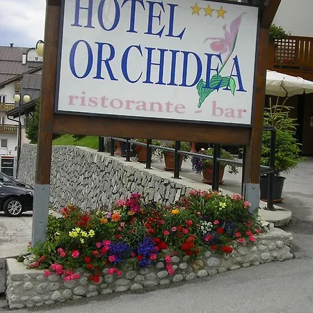 Orchidea