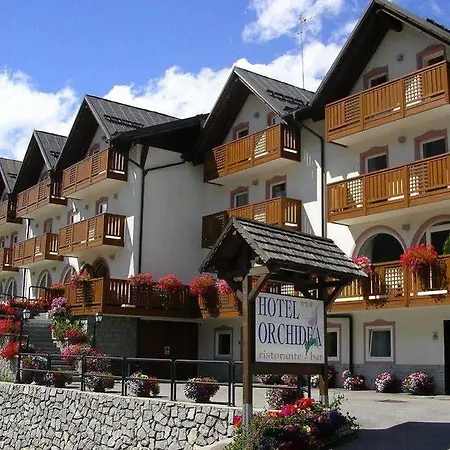Orchidea Passo del Tonale