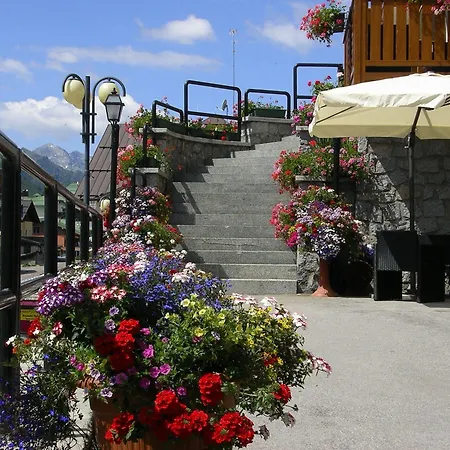 Orchidea Passo del Tonale