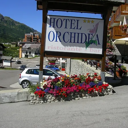 Orchidea Passo del Tonale